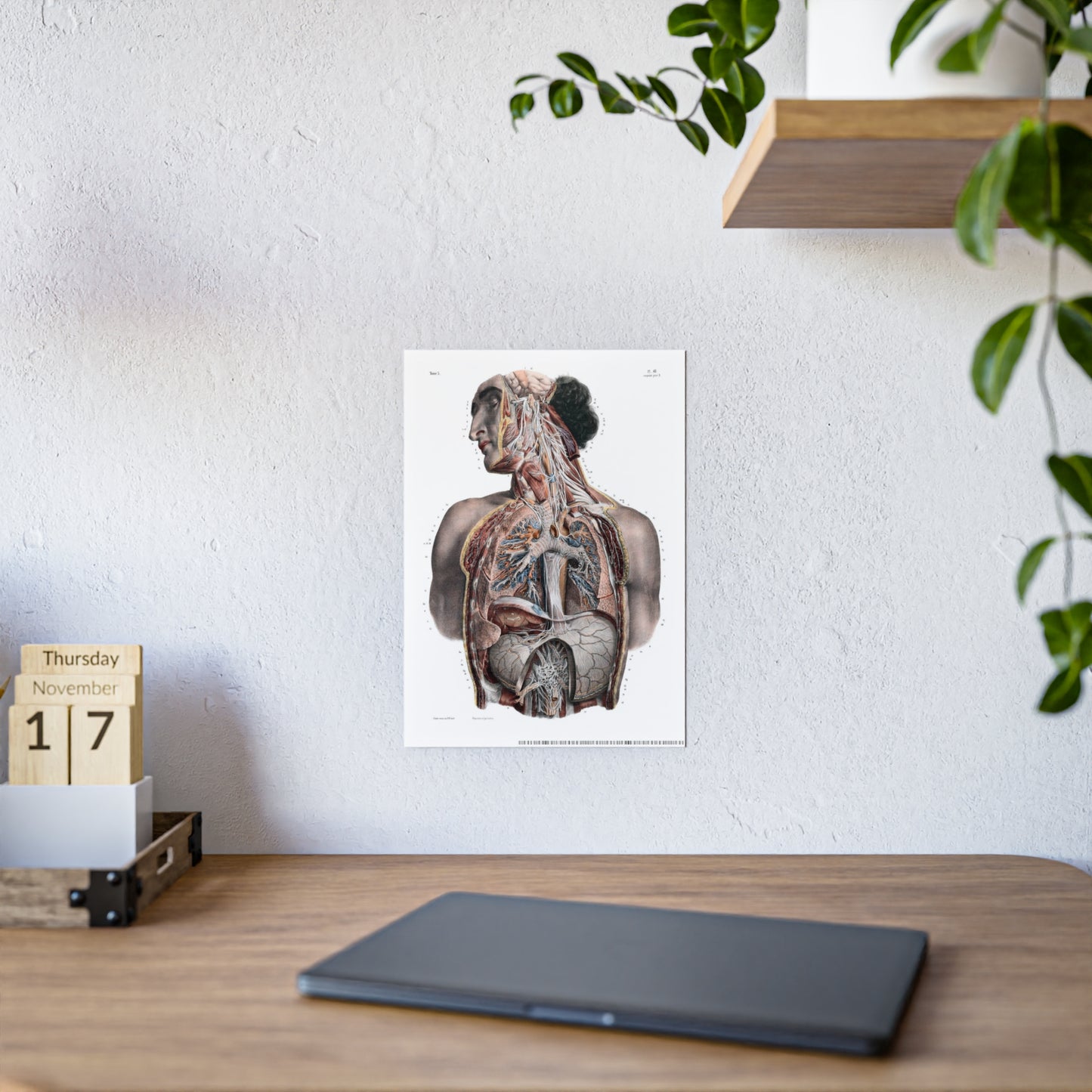 Traité complet de l'anatomie de l'homme, vol. 3 Torso Poster