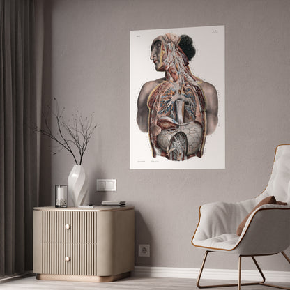Traité complet de l'anatomie de l'homme, vol. 3 Torso Poster