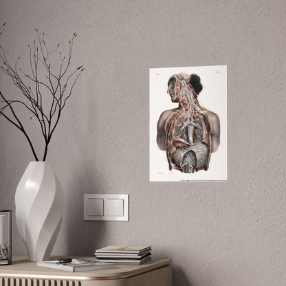 Traité complet de l'anatomie de l'homme, vol. 3 Torso Poster