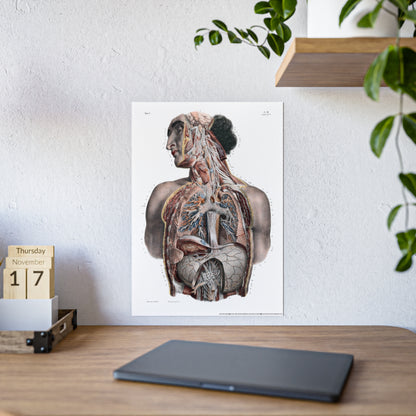 Traité complet de l'anatomie de l'homme, vol. 3 Torso Poster