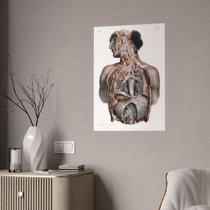 Traité complet de l'anatomie de l'homme, vol. 3 Torso Poster