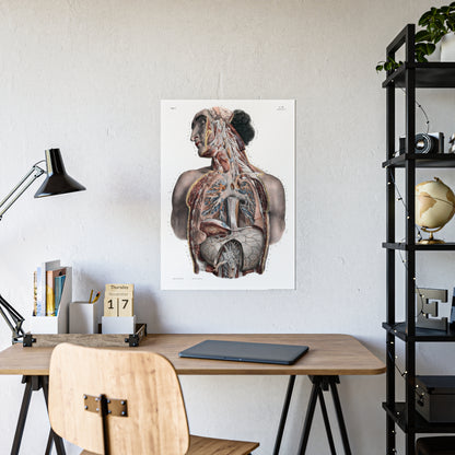 Traité complet de l'anatomie de l'homme, vol. 3 Torso Poster