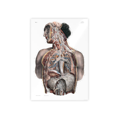 Traité complet de l'anatomie de l'homme, vol. 3 Torso Poster