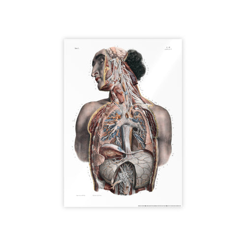 Traité complet de l'anatomie de l'homme, vol. 3 Torso Poster