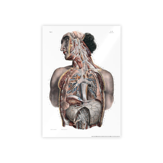 Traité complet de l'anatomie de l'homme, vol. 3 Torso Poster