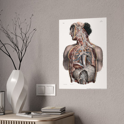 Traité complet de l'anatomie de l'homme, vol. 3 Torso Poster